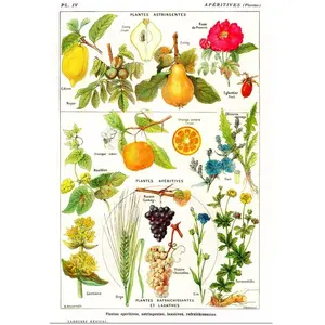 Grafika Illustration du Larousse Medical Illustré : Plantes Astringent... pas cher