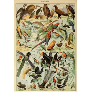 Grafika Illustration du Larousse pour Tous : Oiseaux, XIXè Siècle