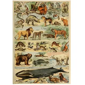 Grafika Illustration du Larousse pour Tous : Mammifères, XIXè Siècle pas cher