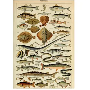 Grafika Illustration du Larousse pour Tous : Poissons, XIXè Siècle pas cher