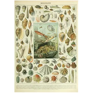 Grafika Illustration du Nouveau Larousse Illustr  : Mollusques, XIX  Si cle