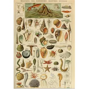 Grafika Illustration du Larousse pour Tous : Mollusques, XIXè Siècle