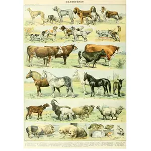 Grafika Illustration du Nouveau Larousse Illustr : Mammif res, XIX Si cle pas cher