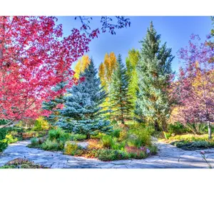 Grafika Forêt Colorée, Colorado, USA pas cher