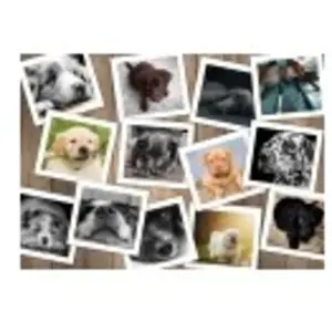 Chiens 2000 Pièces  Grafika pas cher