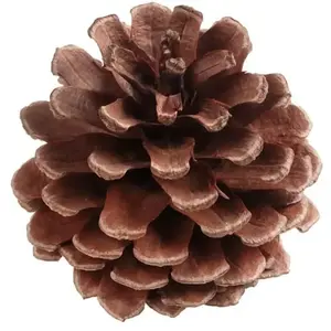 Sachet de 12 Pommes de pin 5cm, Naturelles