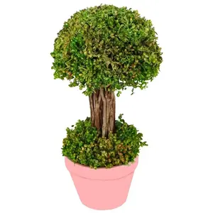 RueDeLaFete Petit Arbuste vert dans pot 21,5 cm pas cher