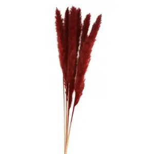 RueDeLaFete BOUQUET 6 TIGES HERBE DE PAMPA BRUN 65-75CM  Marron, Chocolat pas cher