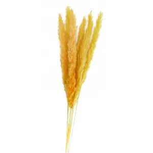 RueDeLaFete BOUQUET 6 TIGES HERBE DE PAMPA JAUNE 65-75CM Jaune pas cher