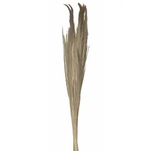 Bouquet de Pampa - JOUR DE FETE - 250 g - 110 cm - Fleurs séchées - Décoration intérieure pas cher