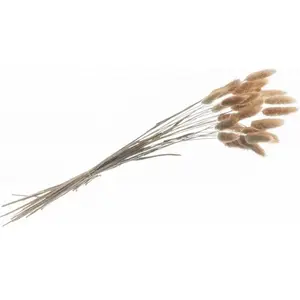 RueDeLaFete BOUQUET 25 TIGES LAGURUS SÉCHÉS 50-60CM NATUREL  Beige, Ivoire, Crème, Écru, Naturel, Taupe pas cher