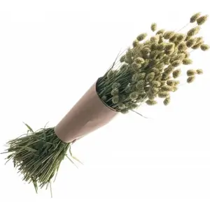 Non communiqué bouquet phalaris séchés naturel 70cm 130g vert - chaks 11905 pas cher