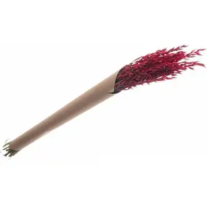 RueDeLaFete Bouquet d'avoine séché 65cm rouge pas cher