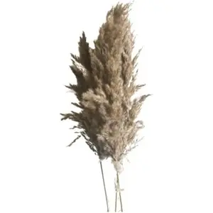 RueDeLaFete Bouquet de 5 tiges de Pampa d'eau 70cm, Naturel pas cher