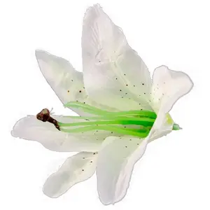 RueDeLaFete SACHET 6 FLEURS BLANC 13CMX12CM pas cher