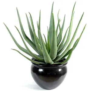 Pegane Plante artificielle haute gamme Spécial extérieur / Aloevera artificielle - Dim : 70 x 40 cm pas cher