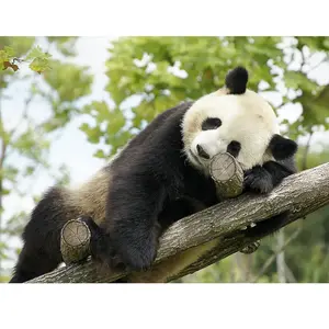 ZooParc de Beauval 2027: entrée 1 adulte (1 journée)