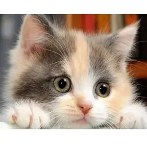 Figured'Art Figured’Art Diamond Painting Broderie Diamant 40x50cm Toile Entière Roulée avec Strass Perles Carrés - Petit Chat curieux - Kit Complet Animaux 5D DIY Activité Manuelle Loisirs Créatifs Adultes pas cher