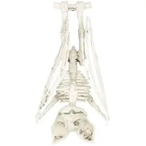 Comparateur de prix : Squelette de chauve souris 27 cm
