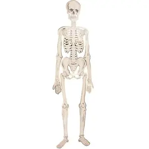Comparateur de prix : Party Pro SQUELETTE ARTICULÉ CARTON 135CM  Blanc - DECORATION DE FETE HALLOWEEN