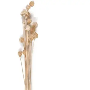 RueDeLaFete Bouquet de Chardons séchés Naturel 60 cm pas cher