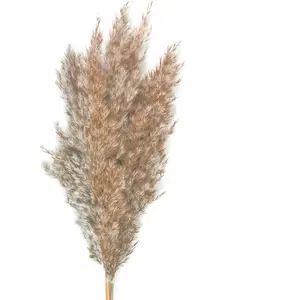 Party Pro 333FS1, Bouquet de 5 Pampas brun naturel 60 cm pas cher