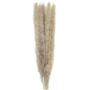 Party Pro 333FS3, Bouquet de 5 Pampas doudou brun naturel 60 cm pas cher