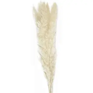 Party Pro 333FS4, Bouquet de 5 Pampas doudou blanc naturel 60 cm pas cher