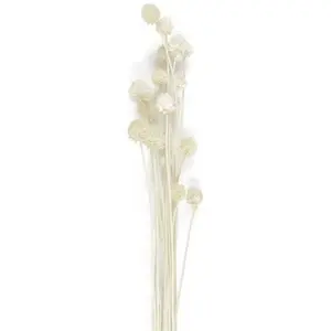 RueDeLaFete Bouquet de chardons séchés Blanc 60 cm pas cher