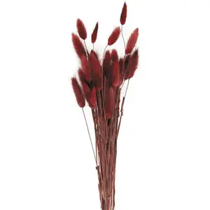 RueDeLaFete Bouquet de 30 Bunny tails Marsala 60 cm pas cher