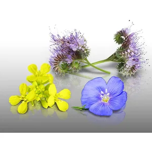 Comparateur de prix : Lot De Graines À Semer - Le Grenier D'abondance - Engrais Vert Phaceli...