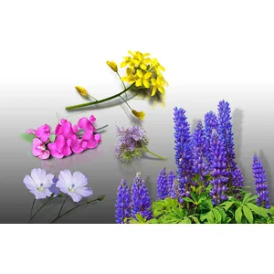Comparateur de prix : Lot De Graines Engrais Vert - Le Grenier D'abondance - Phacelie Lilla,...