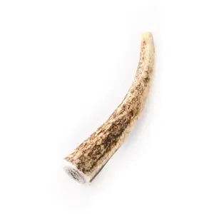 Bois de cerf entier xl 140-170g