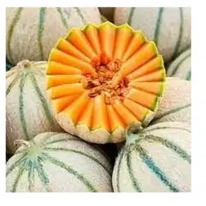 Vilmorin - Sachet graines Melon Charentais BIO