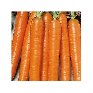 Carotte nantaise Vilmorin pas cher