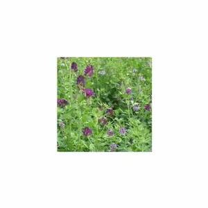 Vilmorin - Engrais Vert Luzerne Flamande 500G pas cher
