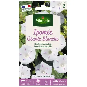 VILMORIN Ipomée blanche étoilée à grande fleur blanche pas cher