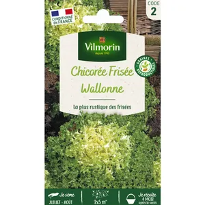 VILMORIN Chicorée frisée Wallonne race Lorca pas cher