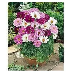 Vilmorin - Sachet graines Cosmos double click rose bonbon pas cher