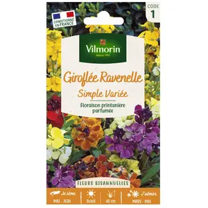 VILMORIN Giroflée Ravenelle simple variée