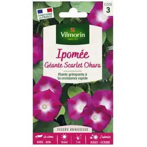 VILMORIN Ipomée Scarlet Ohara pas cher