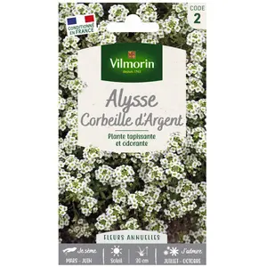 VILMORIN Alysse Corbeille d’argent pas cher