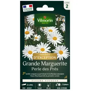 VILMORIN Chrysanthème grande marguerite Little Princess pas cher