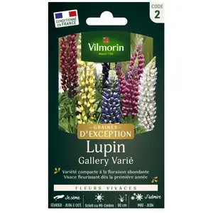 VILMORIN Lupin Gallery pas cher