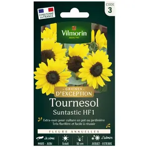 Vilmorin - Sachet graines Tournesol Suntastic F1 - Helianthus annuus