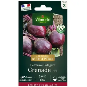 Vilmorin - Betterave Potagère Grenade HF1 - sdj pas cher