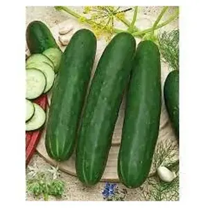 VILMORIN Graines de concombre murat