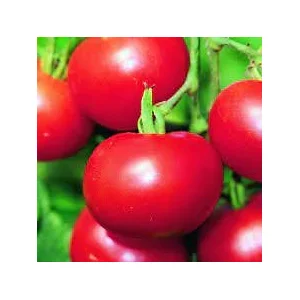 Tomate matina bio Vilmorin pas cher