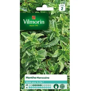 Menthe Marocaine VILMORIN pas cher