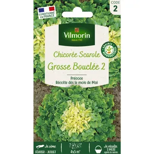 VILMORIN Chicorée Scarole Grosse Bouclée 2 pas cher